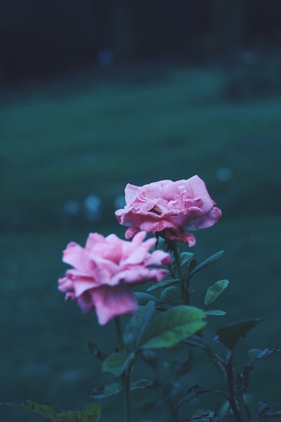 选择粉红色花瓣的花与叶子的焦点
